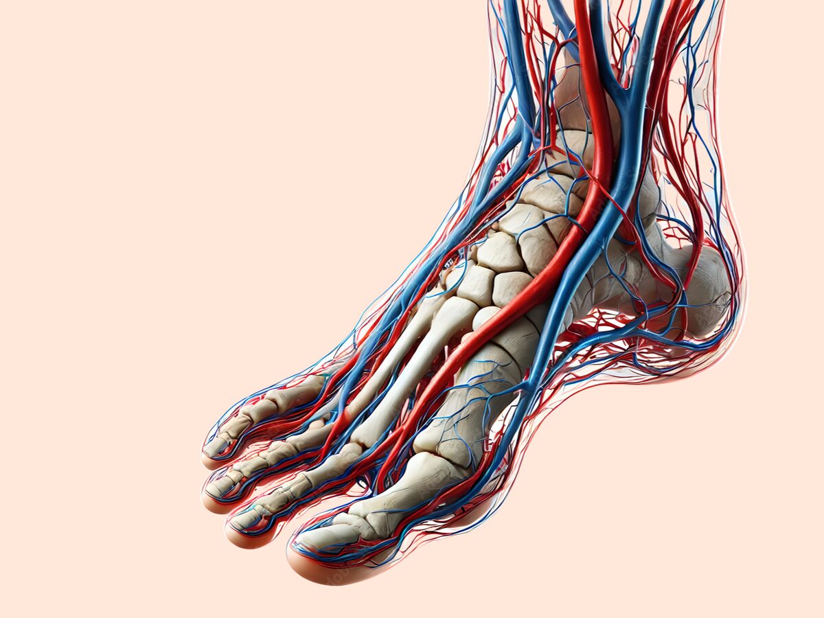 Anatomische Illustration eines Fußes mit Knochen, Blutgefäßen und Nervenbahnen.